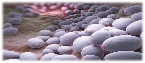 candida albicans candidiasis ansiedad por comer dulce candida albicans candidiasis ansiedad por comer dulce