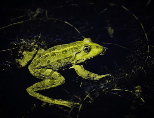 Las ranas no van de fiesta